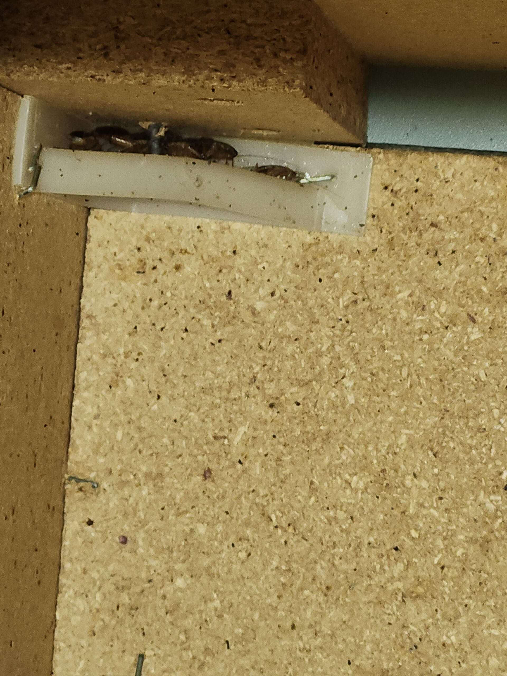 Roaches inside cabinets