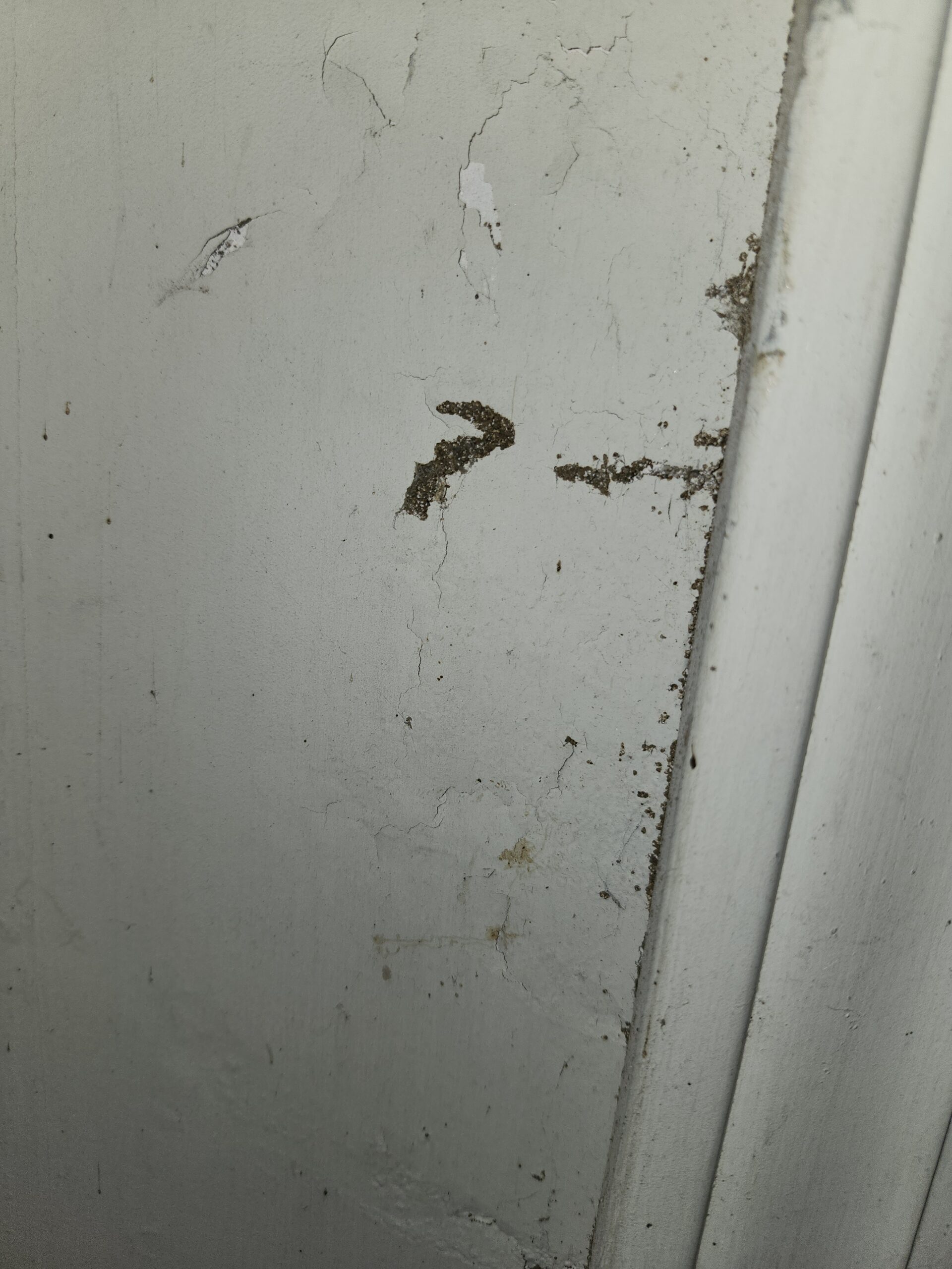Termite Inspection wichita, ks