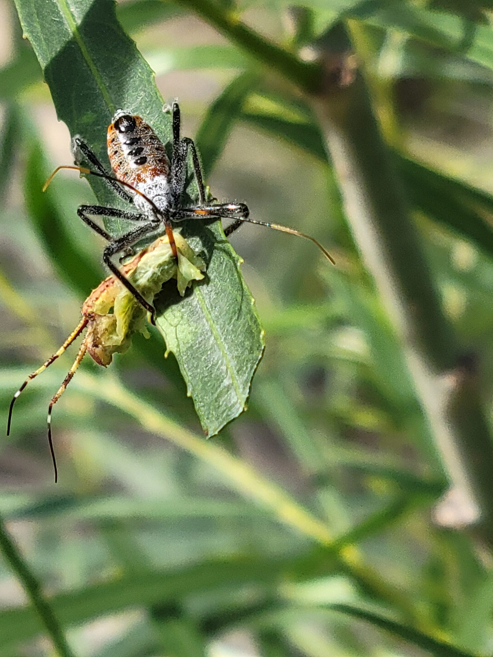 Assassin bug eating