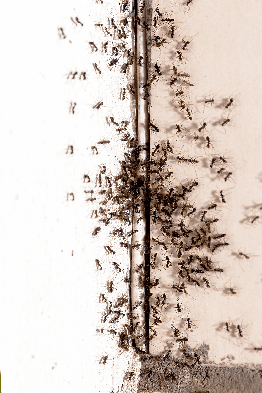 Ant Control Services | Wichita, KS
