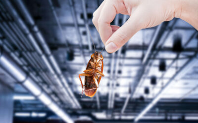 Commercial Pest Control Tips: Protect Your Business from Costly Pest Infestations in Wichita, KS